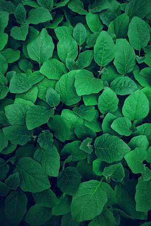 Lush Green Leafy Vegetation Texture with Dense Overlapping Foliage and Natural Plant Patterns HD phone wallpaper