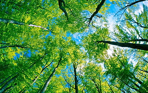 Looking Up Through Vibrant Green Forest Canopy Against Blue Sky HD wallpaper