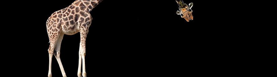 Giraffe Body And Head Split On Black Background For Dual Screen Layout HD wallpaper