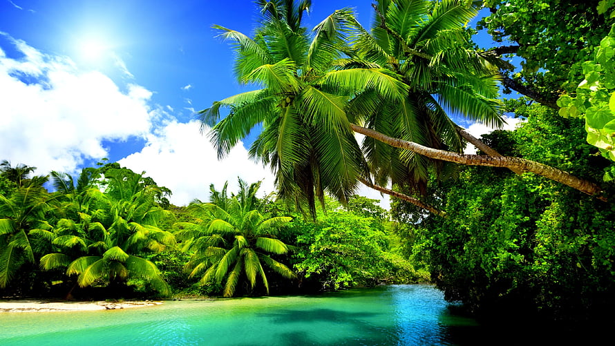 Tropical Lagoon with Palm Trees and Turquoise Water Under a Bright Blue Sky HD wallpaper