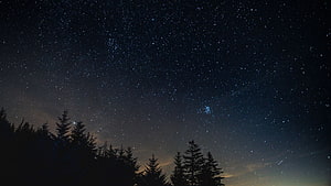 Starry Night Sky Over Silhouetted Pine Trees With Milky Way and Shooting Star HD wallpaper