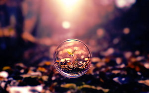 Tiny Green Sprout Growing Inside a Clear Glass Sphere on Forest Floor HD wallpaper