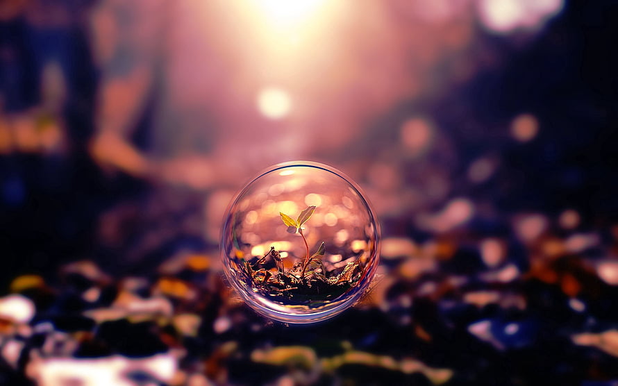Tiny Green Sprout Growing Inside a Clear Glass Sphere on Forest Floor HD wallpaper