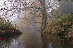 Misty Autumn Stream With Bare Trees And Floating Red Leaves HD wallpaper