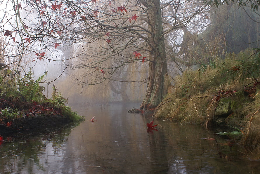 Misty Autumn Stream With Bare Trees And Floating Red Leaves HD wallpaper