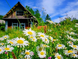 Rustic wooden cottage nestled in a vibrant summer meadow filled with white daisies under a bright blue sky HD wallpaper
