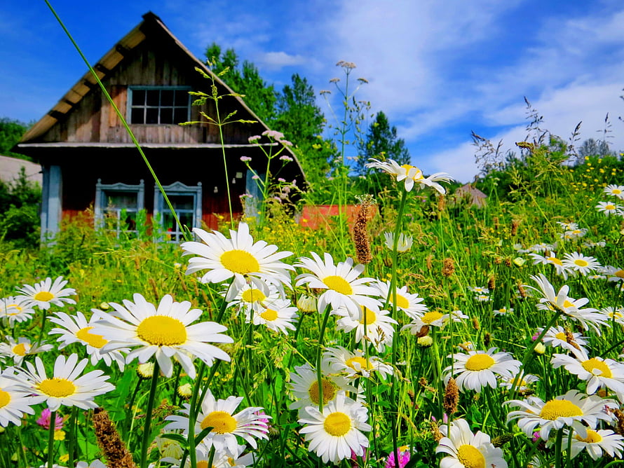 Rustic wooden cottage nestled in a vibrant summer meadow filled with white daisies under a bright blue sky HD wallpaper