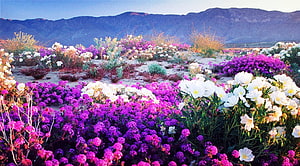 Vibrant Purple And White Wildflower Meadow With Distant Mountain Range HD wallpaper