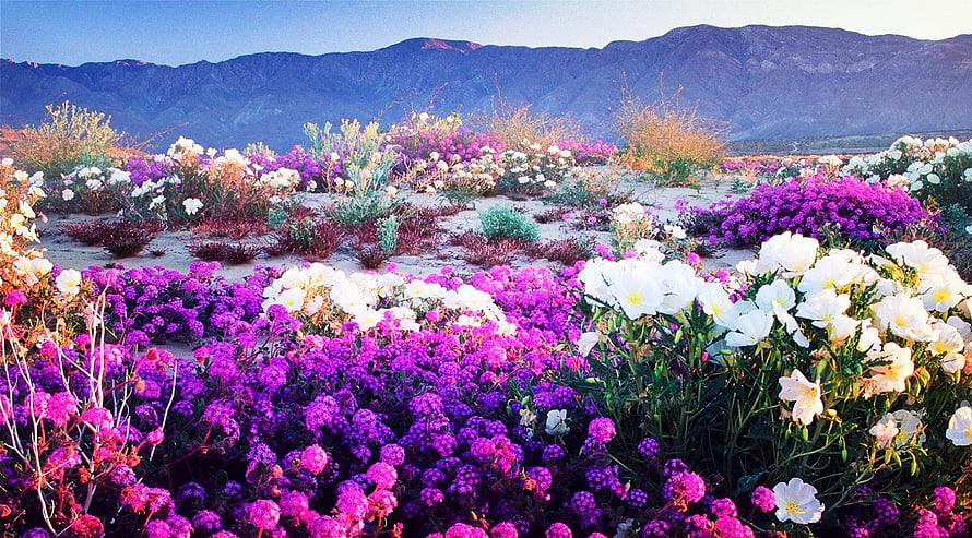 Vibrant Purple And White Wildflower Meadow With Distant Mountain Range HD wallpaper
