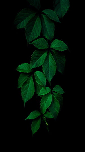 Dark Green Ivy Leaves on Black Background Minimalist Nature Photography HD phone wallpaper