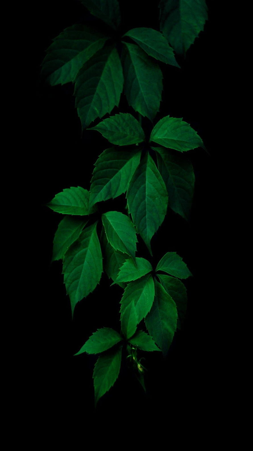 Dark Green Ivy Leaves on Black Background Minimalist Nature Photography HD phone wallpaper