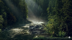 Misty Forest River Scene with Wildlife in Far Cry HD wallpaper