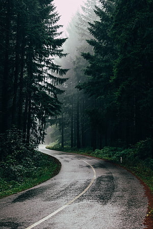 Winding Road Through Dark Misty Evergreen Forest After Rain HD phone wallpaper
