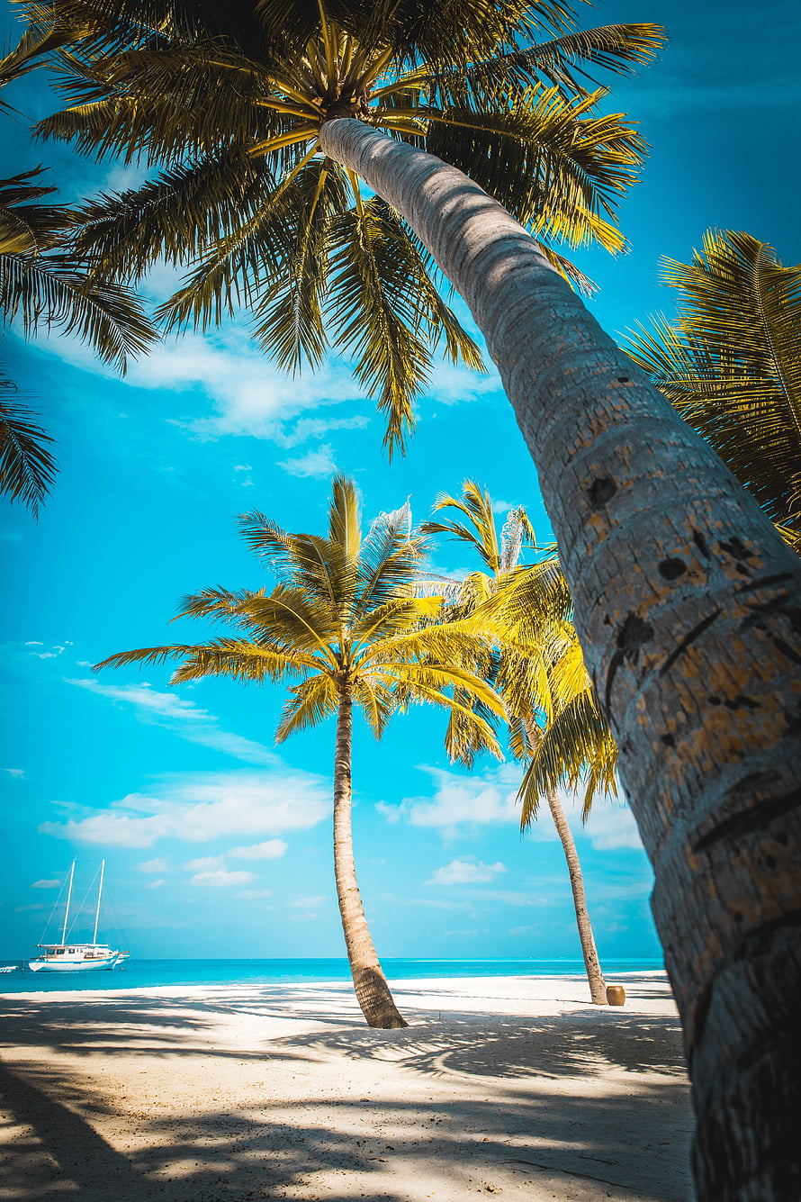 Tropical Paradise Beach With Leaning Coconut Palms And Turquoise Ocean Water HD phone wallpaper