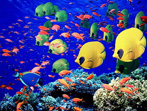 Vibrant Coral Reef Scene With Colorful Tropical Fish And Blue Ocean Water HD wallpaper