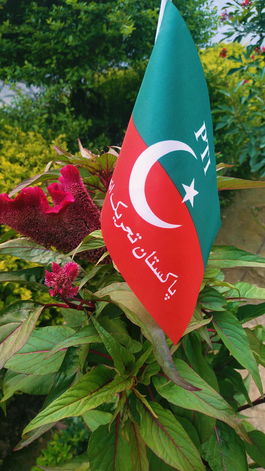 PTI Party Flag Displayed Among Vibrant Green Foliage and Red Cockscomb Flowers HD phone wallpaper