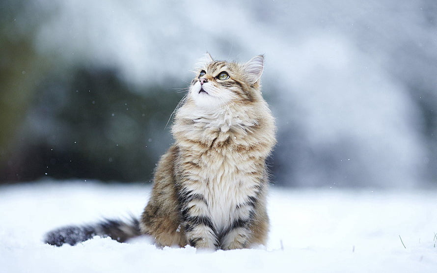 Fluffy Tabby Cat Sitting in Snow Looking Up at Falling Snowflakes HD wallpaper