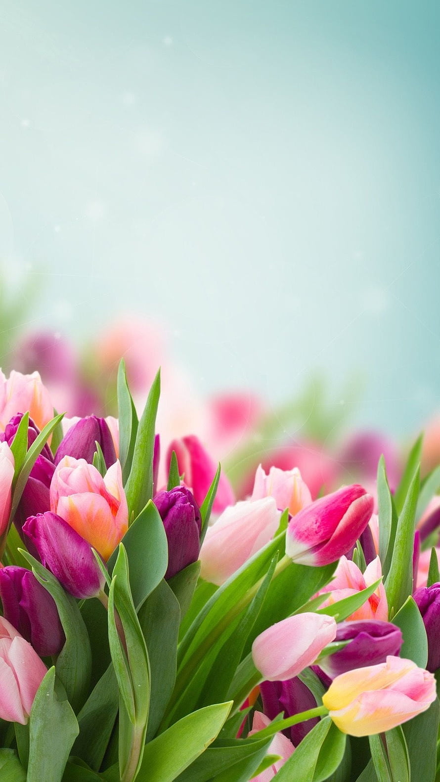 Vibrant Spring Tulip Bouquet with Soft Pastel Background and Green Foliage HD phone wallpaper
