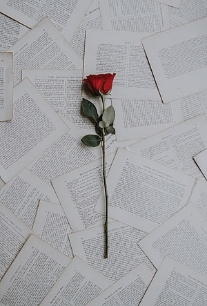 Single red rose with green stem and leaves resting on scattered vintage book pages HD phone wallpaper