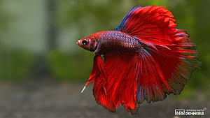 Vibrant Red Betta Fish with Flowing Fins Against a Soft Green Background HD wallpaper