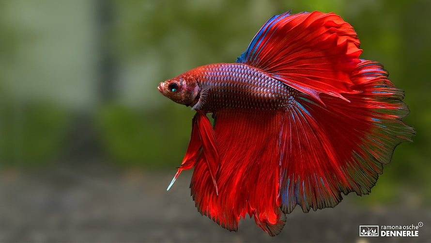 Vibrant Red Betta Fish with Flowing Fins Against a Soft Green Background HD wallpaper