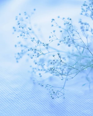 Delicate Baby's Breath Flowers in Soft Pastel Blue Tones HD phone wallpaper