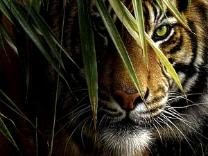 Close-up of a tiger face partially hidden by long green grass blades in a dark natural setting HD wallpaper