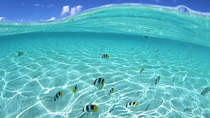 Tropical Underwater Scene With School Of Butterflyfish Swimming In Crystal Clear Turquoise Water HD wallpaper