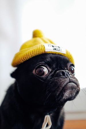 Black Pug Wearing a Yellow Knit Beanie with a Smile Label HD phone wallpaper