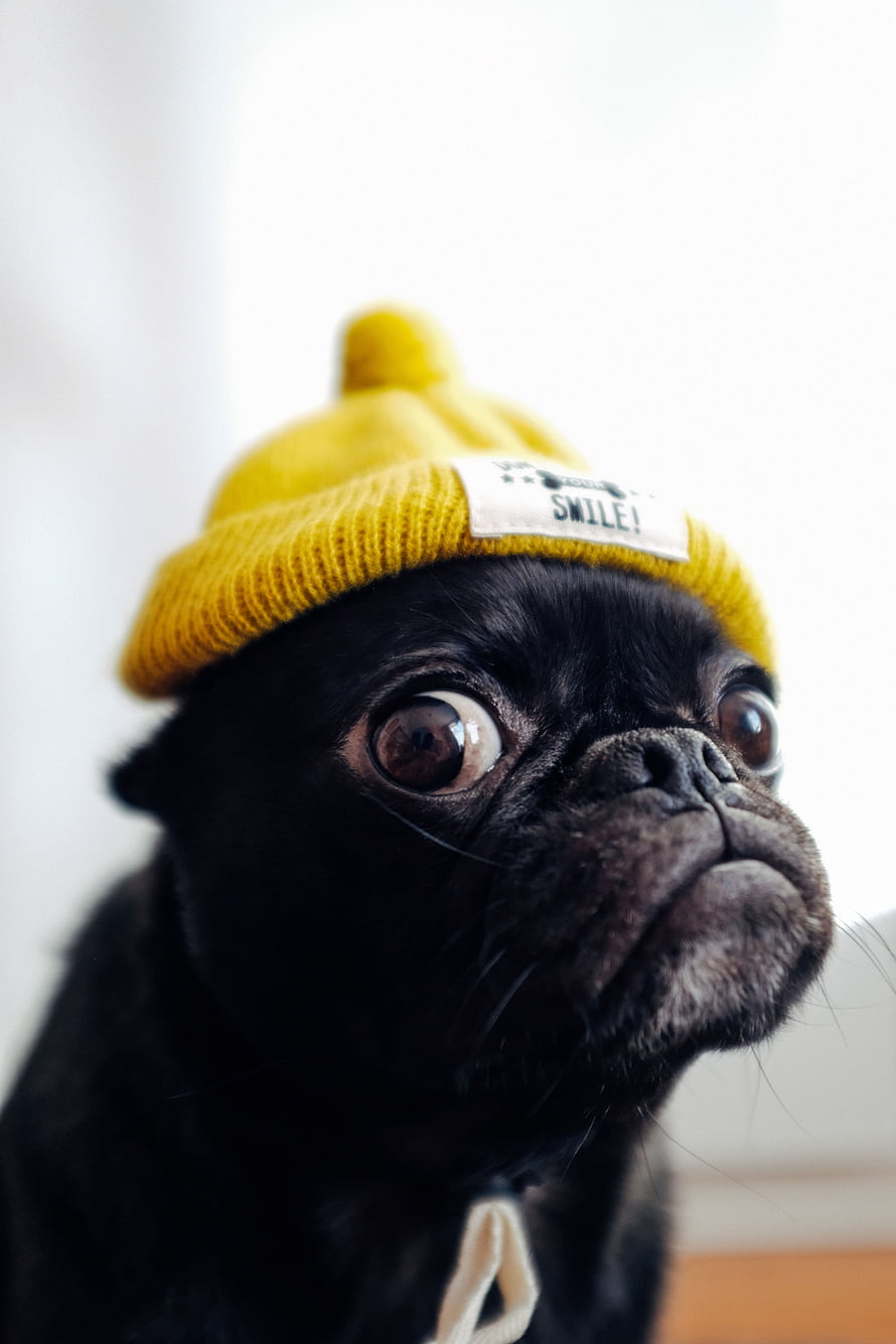 Black Pug Wearing a Yellow Knit Beanie with a Smile Label HD phone wallpaper