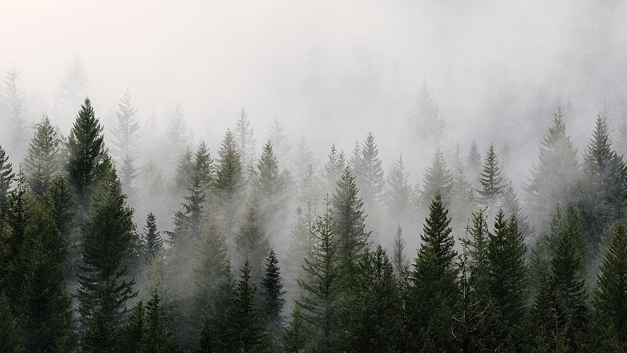 Misty Evergreen Forest Landscape with Dense Pine Trees and Low Hanging Fog HD wallpaper