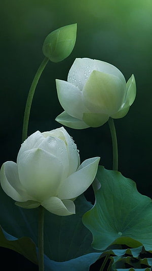 White Lotus Flowers with Dew Drops and Green Leaves in a Dark Setting HD phone wallpaper