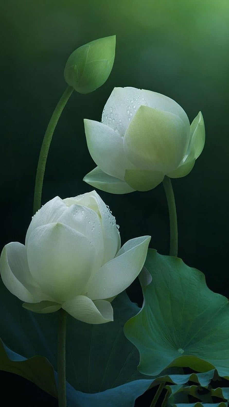 White Lotus Flowers with Dew Drops and Green Leaves in a Dark Setting HD phone wallpaper