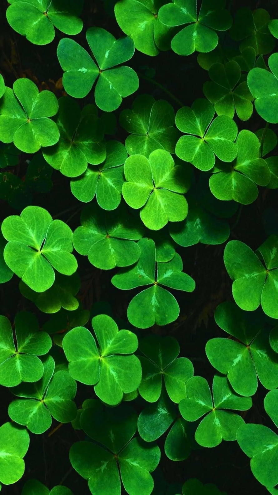 Vibrant Green Four Leaf Clover Pattern on Dark Background HD phone wallpaper