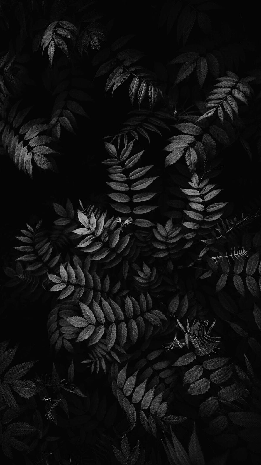 Dark Monochrome Aesthetic of Overlapping Fern Leaves in Deep Shadow HD phone wallpaper