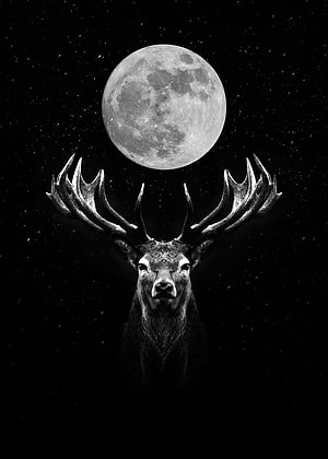 Black and White Stag with Full Moon and Starry Sky HD phone wallpaper