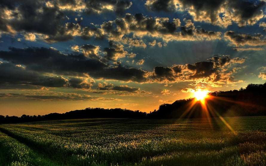 Golden Sunrise Over a Vast Green Wheat Field with Dramatic Clouds and Sun Rays HD wallpaper