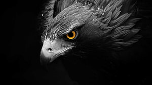 Close-up portrait of a black eagle with striking amber eyes against a dark background HD wallpaper