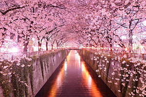 Illuminated Cherry Blossom Tunnel Along a Riverbank at Night in Japan HD wallpaper