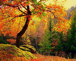 Vibrant Autumn Forest Scene With Colorful Foliage And Mossy Rocks HD wallpaper
