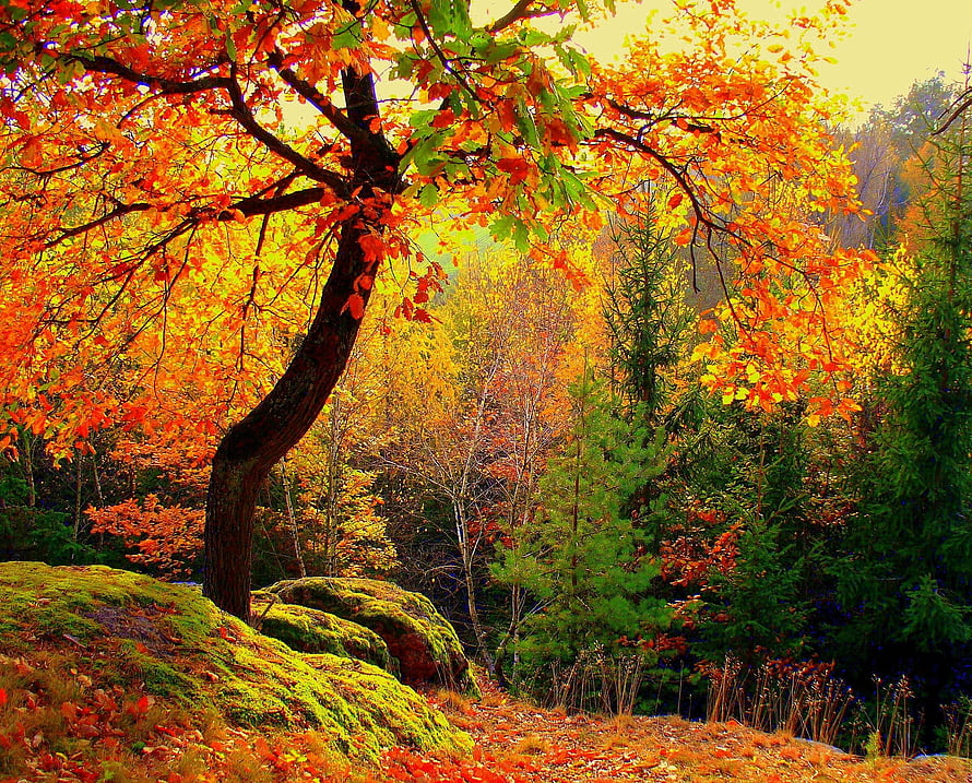Vibrant Autumn Forest Scene With Colorful Foliage And Mossy Rocks HD wallpaper