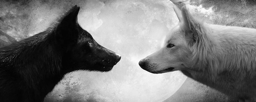 Black and White Wolves Facing Each Other Against a Full Moon HD wallpaper