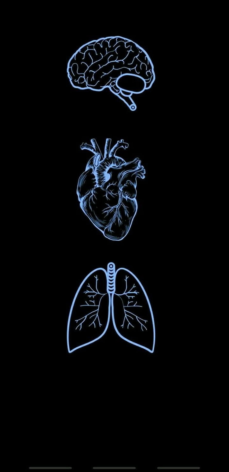Glowing Blue Anatomical Illustrations of Brain, Heart, and Lungs on Black Background HD phone wallpaper