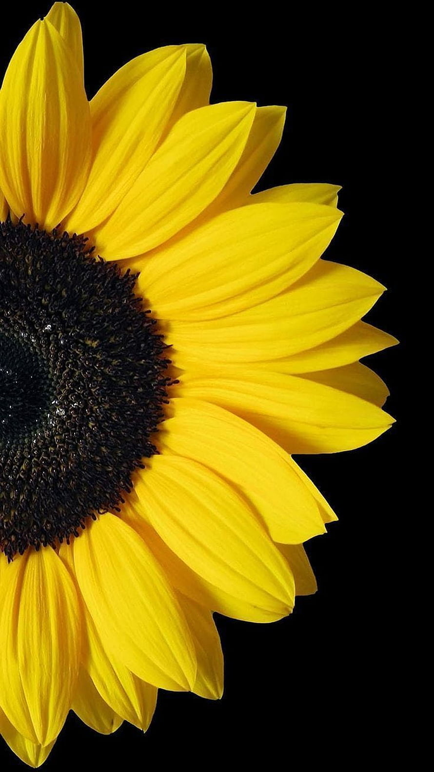 Vibrant Yellow Sunflower Petals Against a Deep Black Background HD phone wallpaper