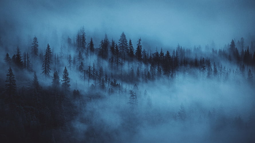 Misty Evergreen Forest at Dusk with Low-Hanging Fog and Dark Blue Tones HD wallpaper