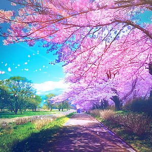Vibrant Cherry Blossom Pathway Under a Bright Blue Sky HD phone wallpaper