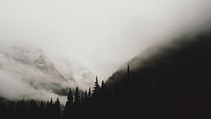 Misty Mountain Peaks With Silhouetted Evergreen Forest HD wallpaper
