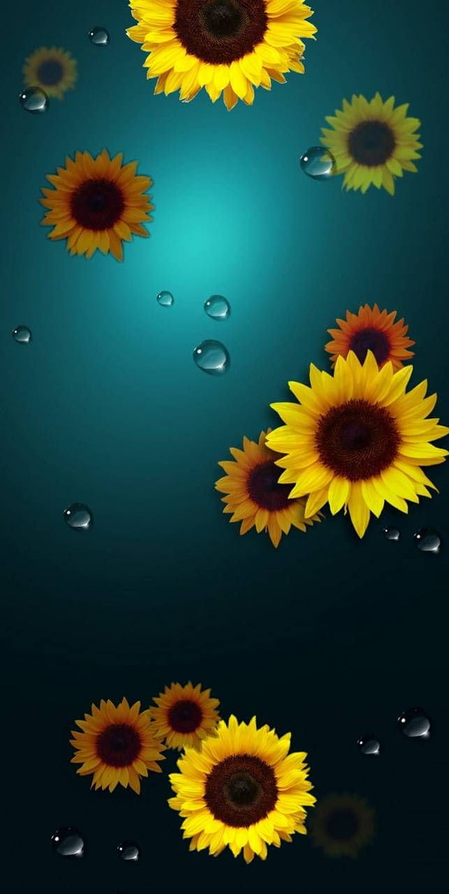 Vibrant Sunflowers with Water Droplets on a Teal Gradient Background HD phone wallpaper