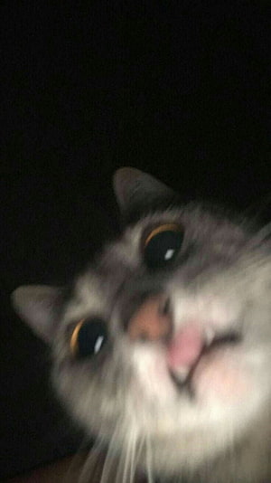 Funny Close-Up of a Surprised Cat with Wide Eyes and Tongue Out in the Dark HD phone wallpaper