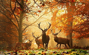 Red Deer Stags in a Misty Autumn Forest with Golden Foliage and Fallen Leaves HD wallpaper